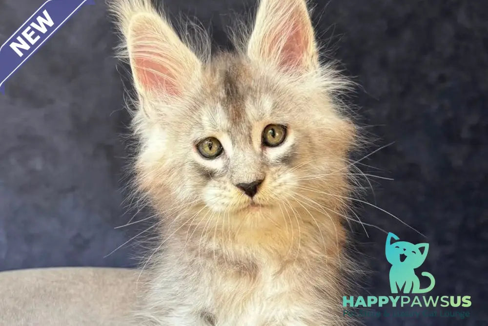 Igmoo Kipper Maine Coon male black silver ticked tabby - live animals
