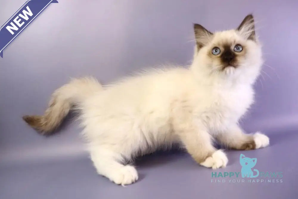 Ignat Ragdoll male black mitted live animals