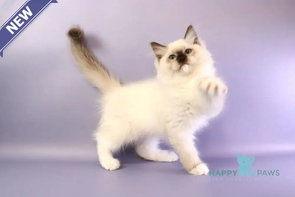 Ignat Ragdoll male black mitted live animals
