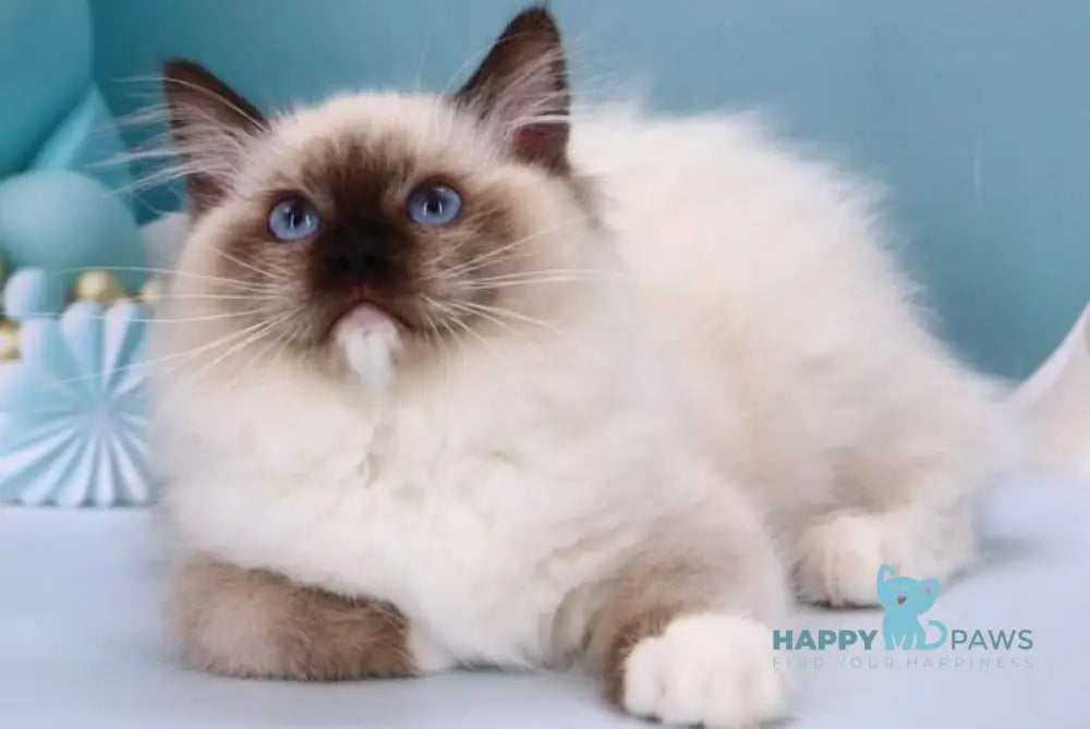 Ignat Ragdoll male black mitted live animals