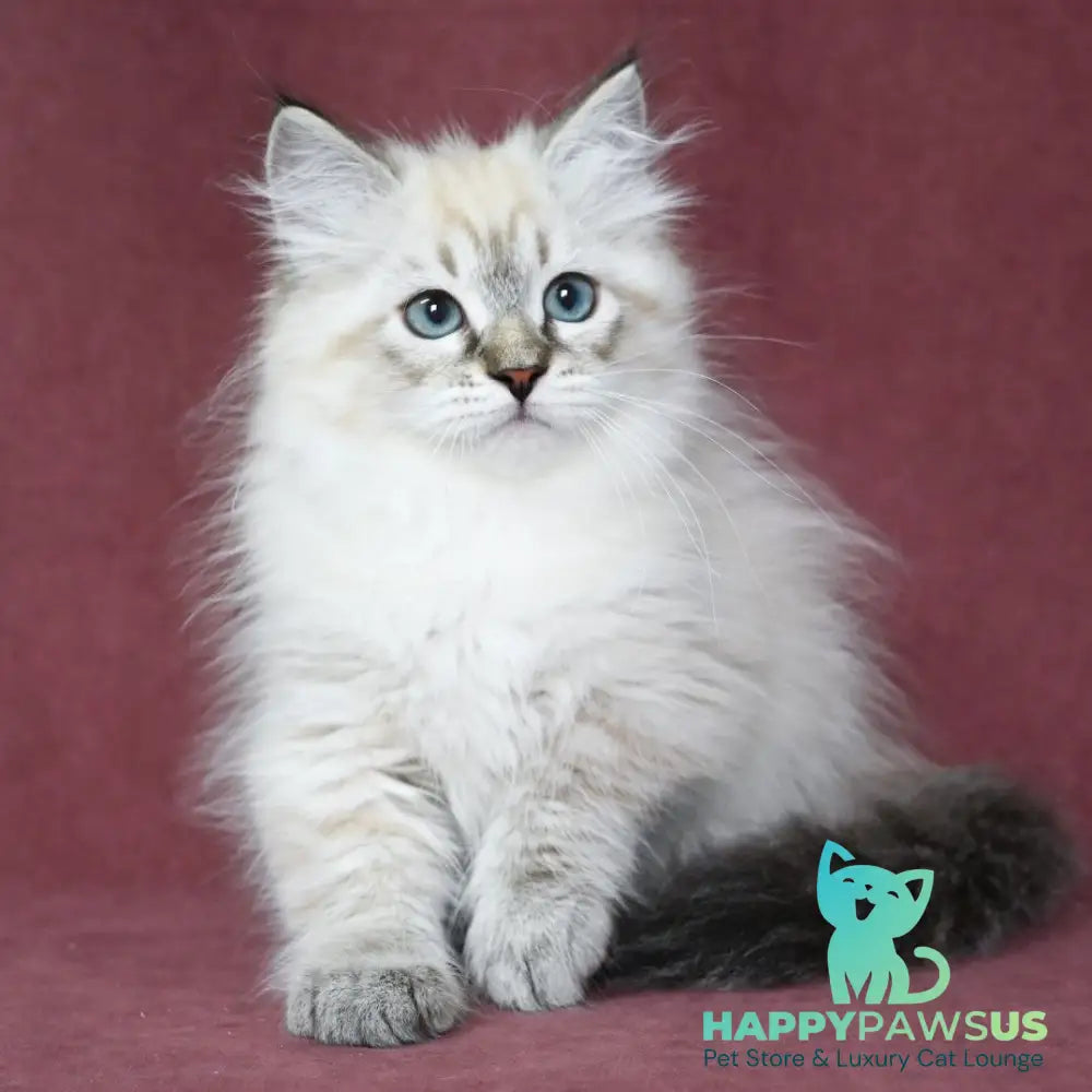 Ignat Siberian male black tabby pointed - live animals