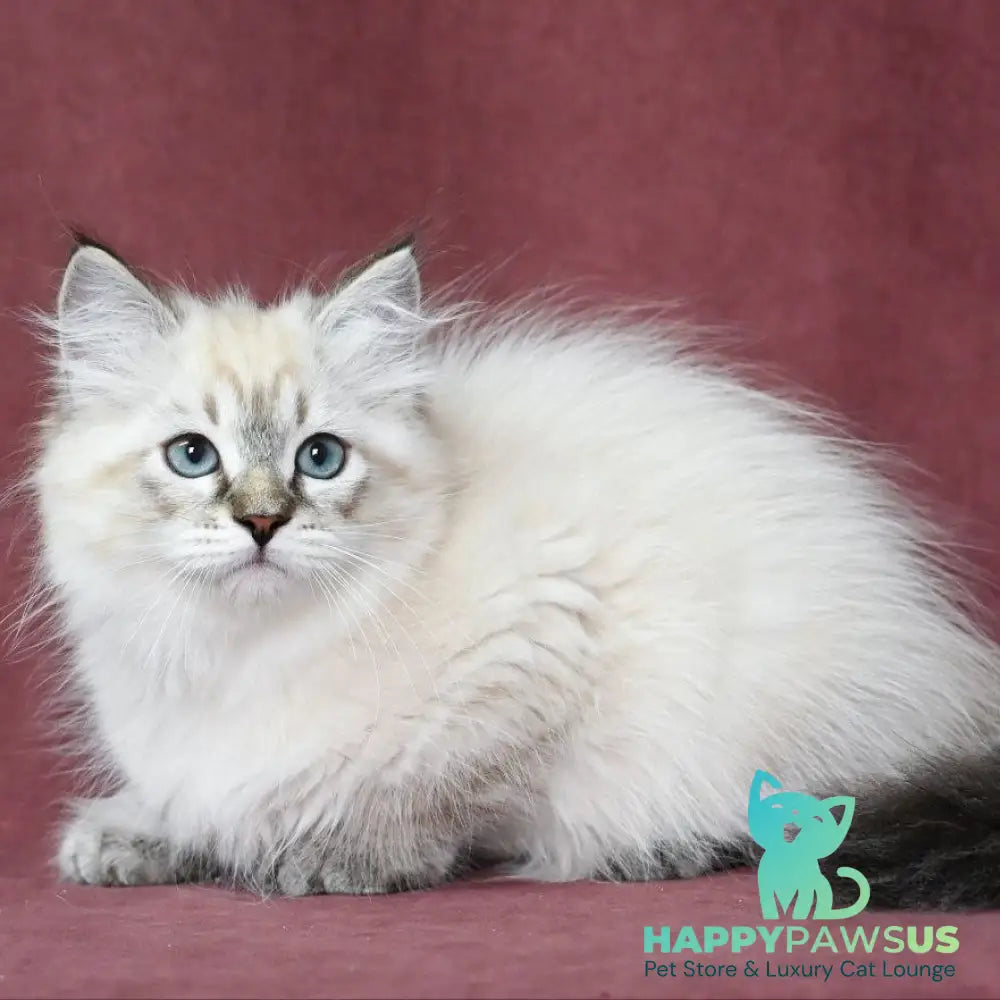 Ignat Siberian male black tabby pointed - live animals