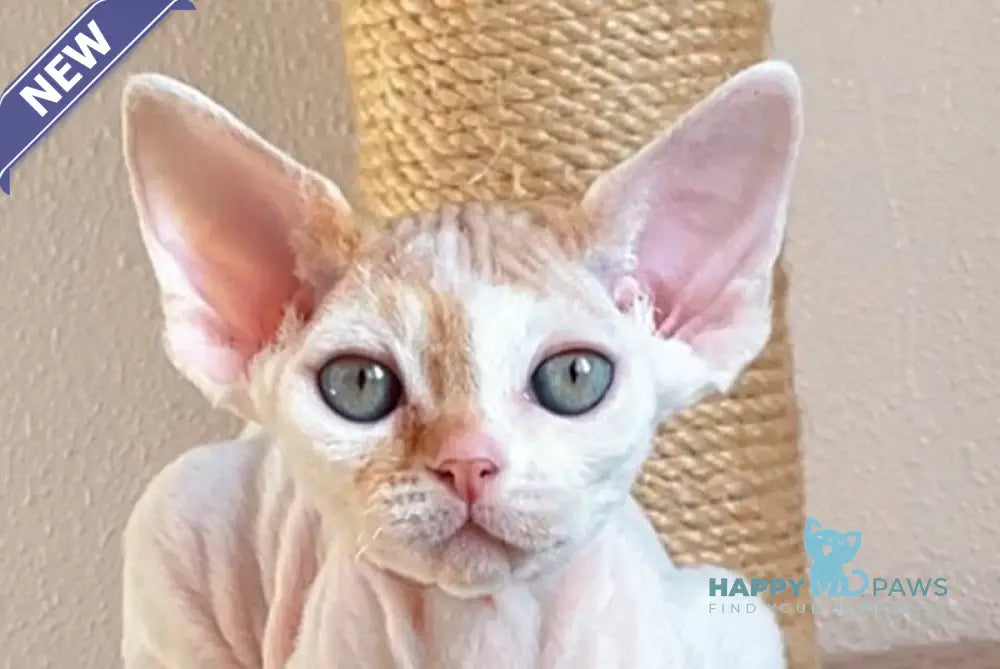 Ignis Rey Devon Rex male red van spotted tabby live animals
