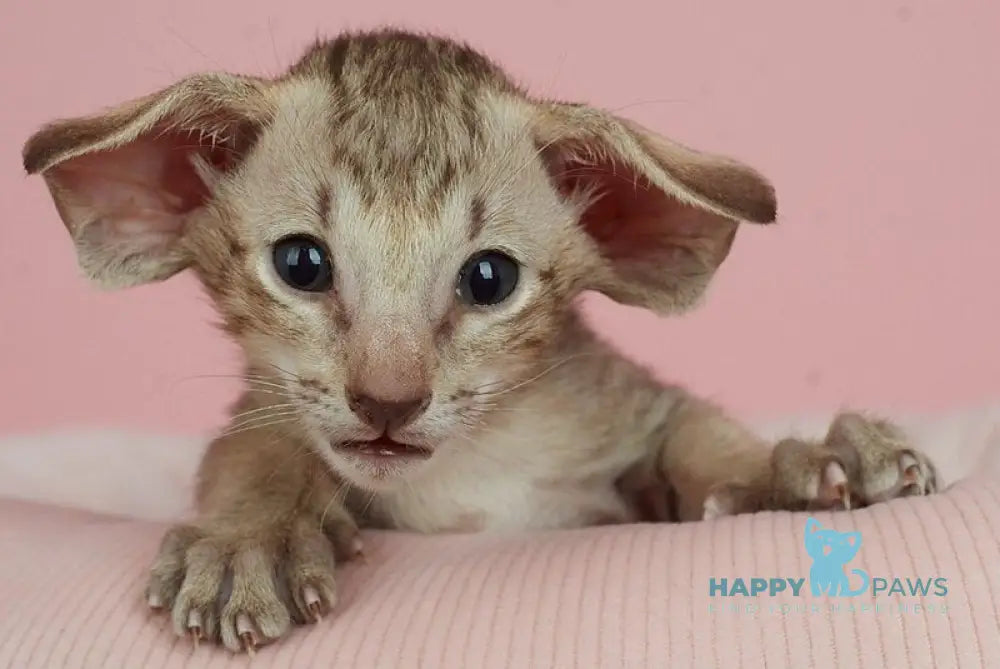 Igor Oriental Shorthair male chocolate spotted tabby live animals