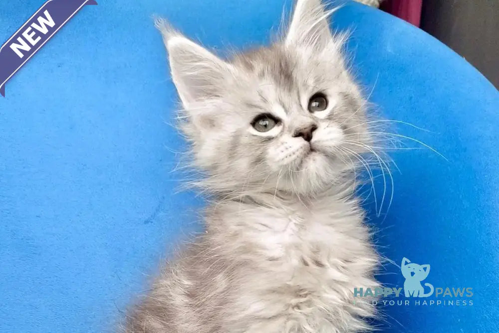 Igorr Maine Coon male black silver tabby live animals