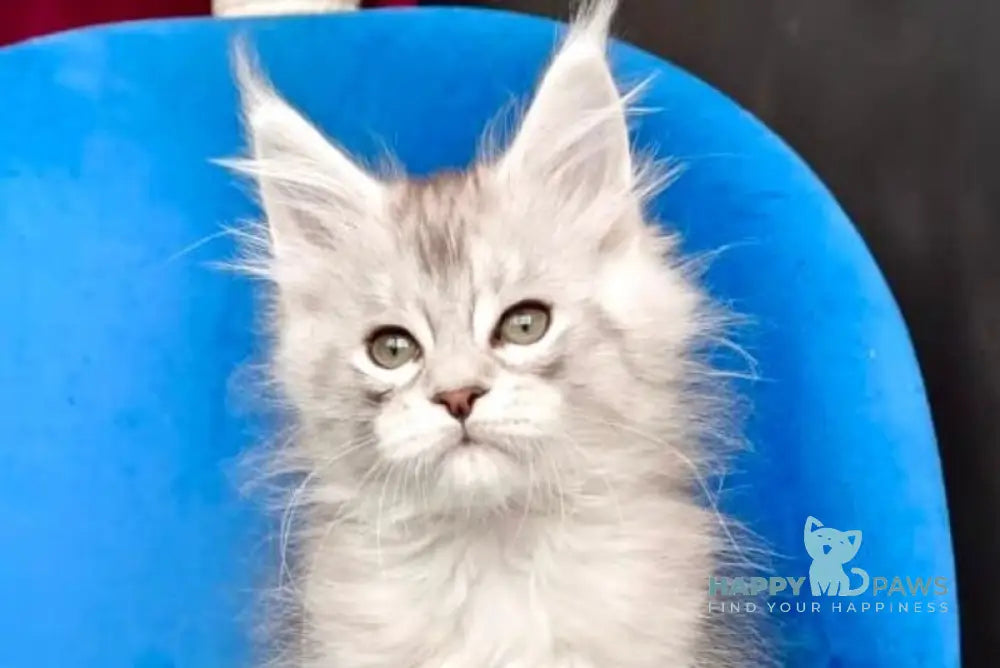 Igorr Maine Coon male black silver tabby live animals