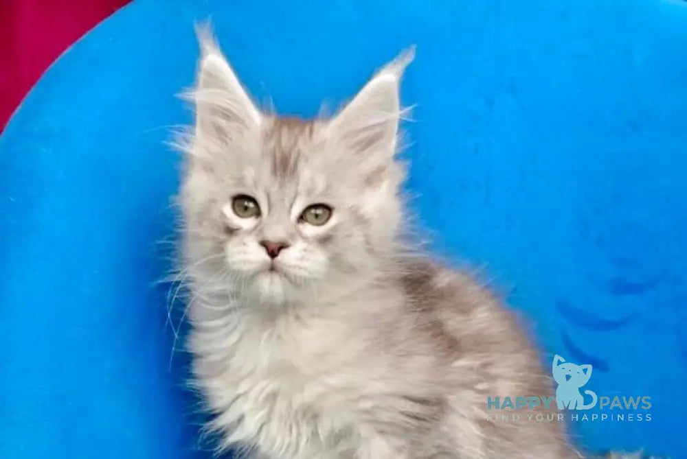 Igorr Maine Coon male black silver tabby live animals