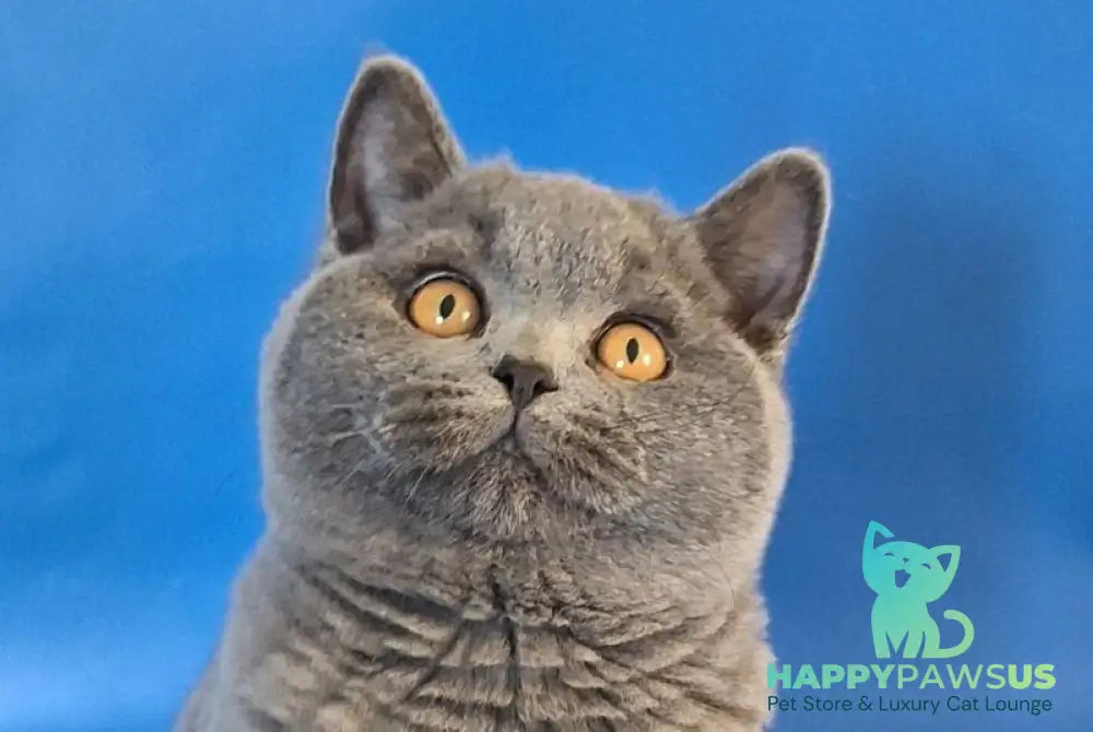 Igrik British Shorthair male blue live animals