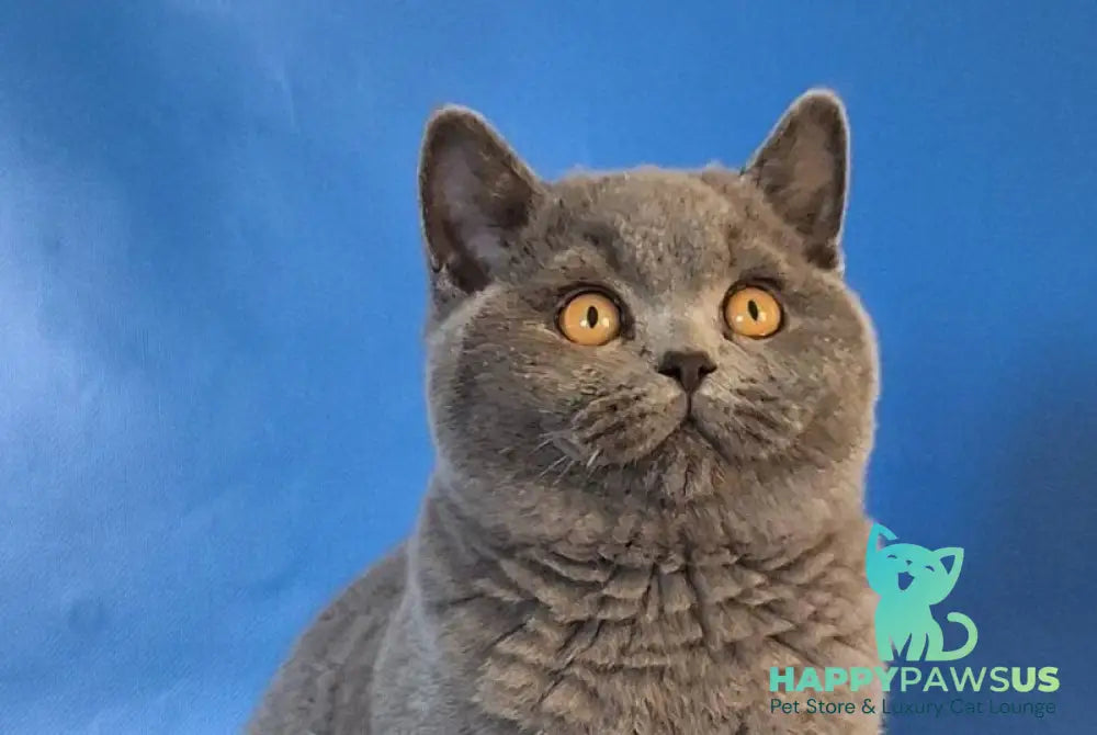 Igrik British Shorthair male blue live animals