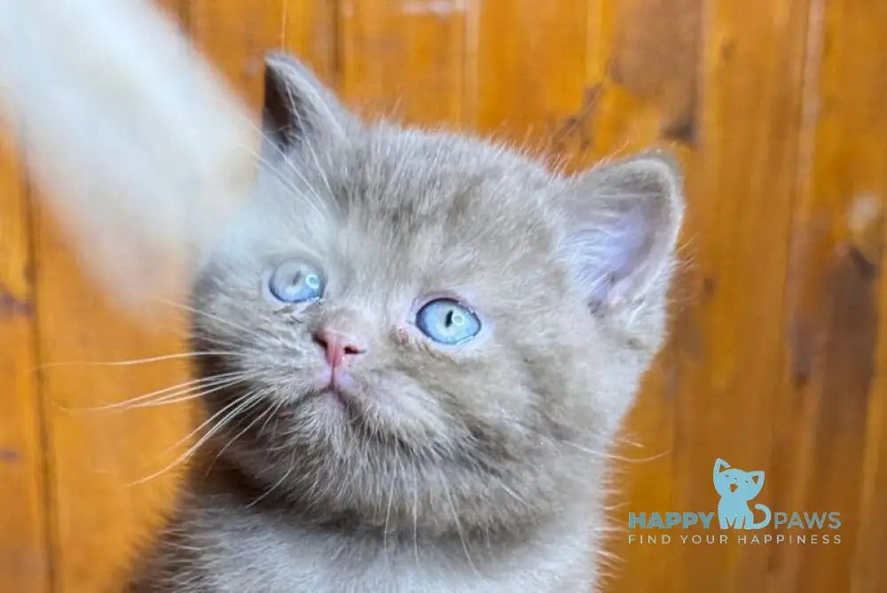 Ikar British Shorthair male cinnamon live animals