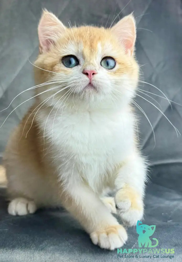 Ike British Shorthair male black golden chinchilla - live animals