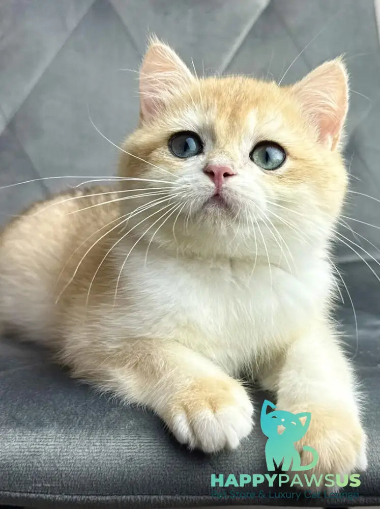 Ike British Shorthair male black golden chinchilla - live animals