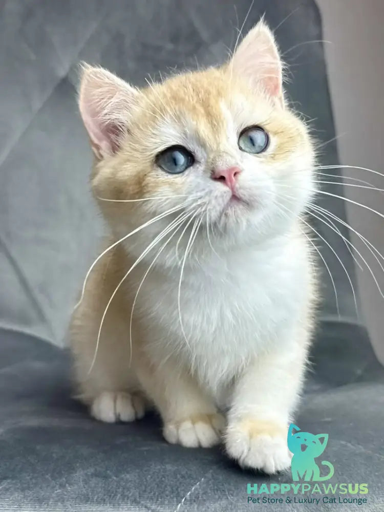 Ike British Shorthair male black golden chinchilla - live animals