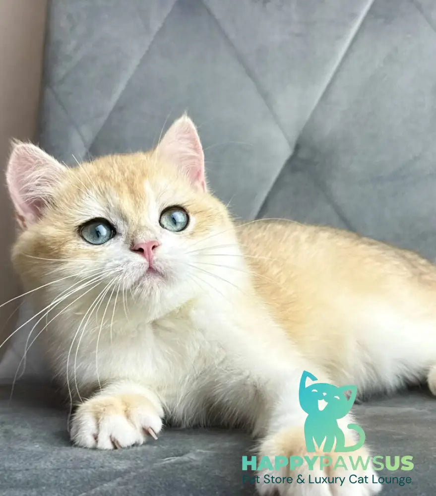 Ike British Shorthair male black golden chinchilla - live animals