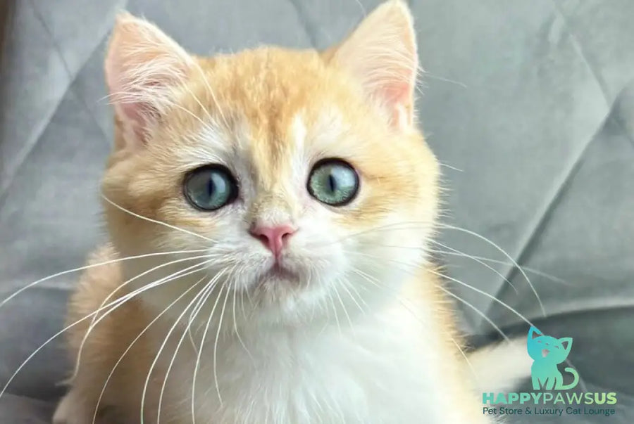Ike British Shorthair male black golden chinchilla - live animals