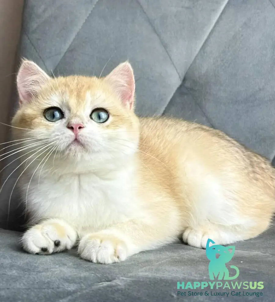 Ike British Shorthair male black golden chinchilla - live animals