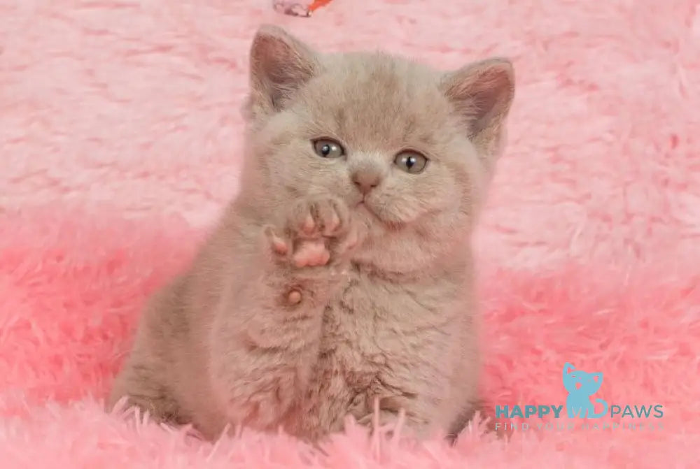 Ike British Shorthair male fawn live animals