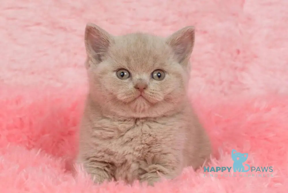 Ike British Shorthair male fawn live animals