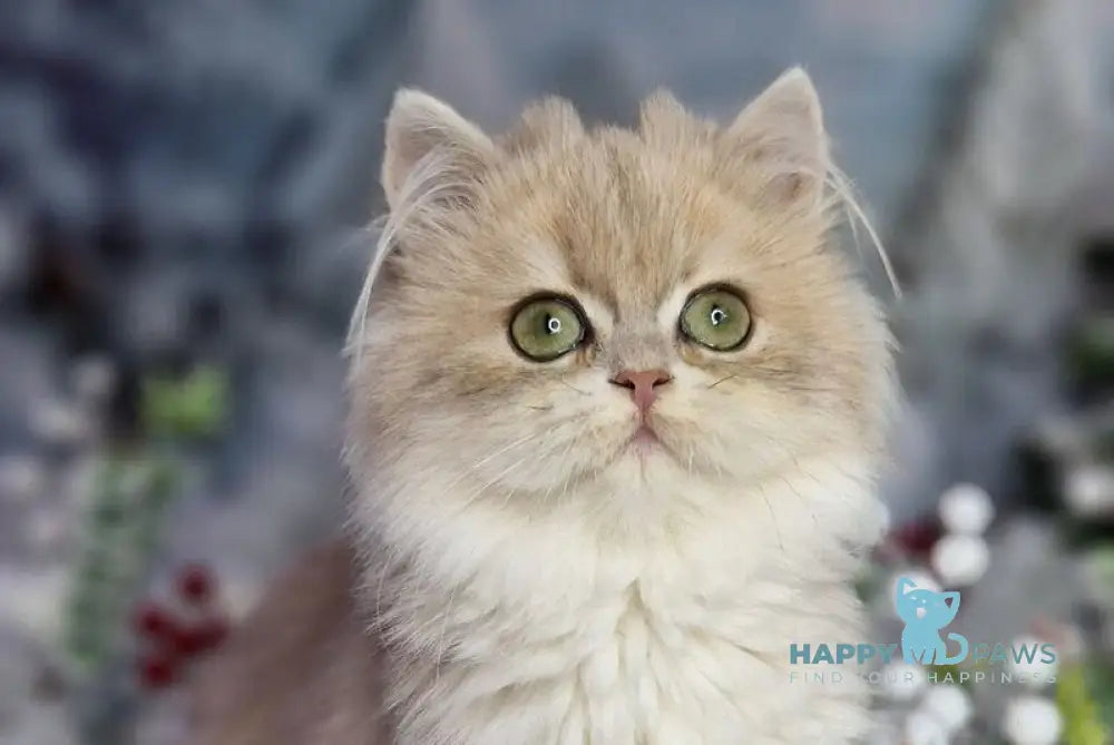 Ilana British Longhair female blue golden shaded live animals