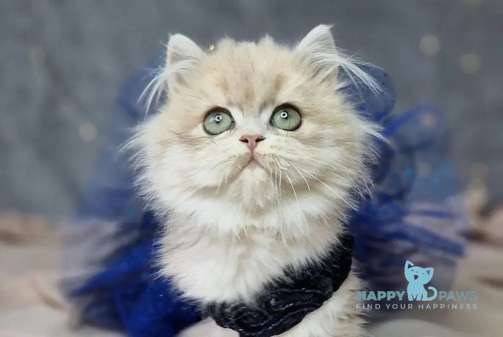 Ilana British Longhair female blue golden shaded live animals