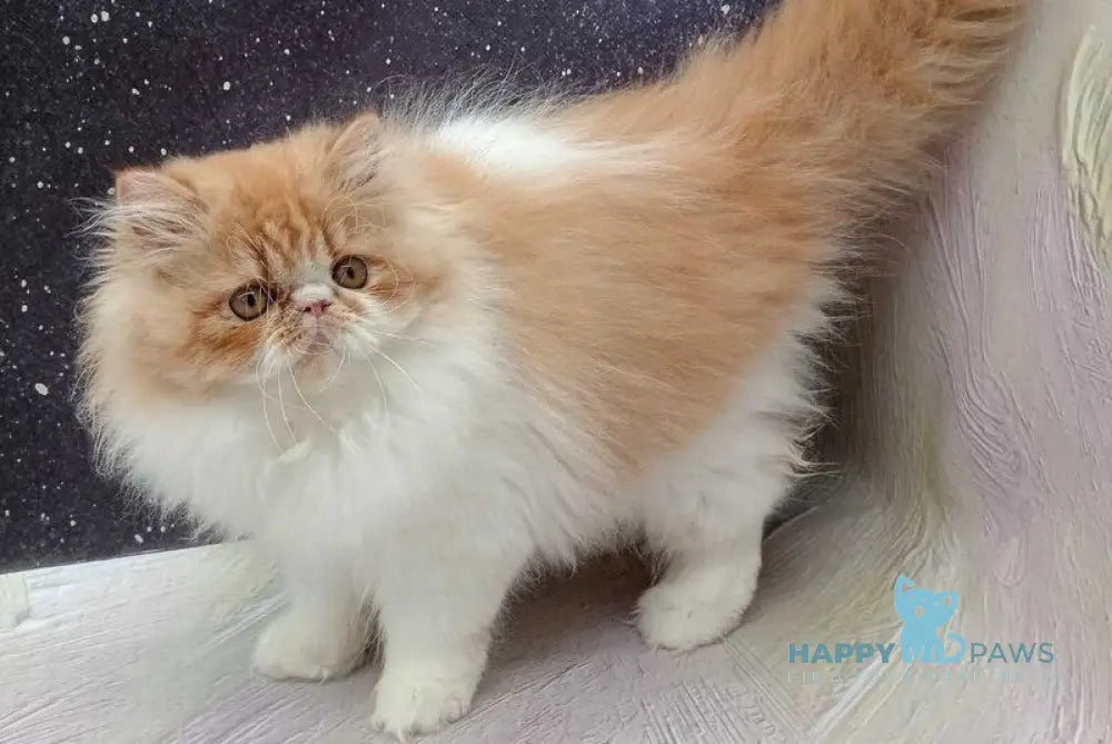 Ilana Persian female red bicolour live animals