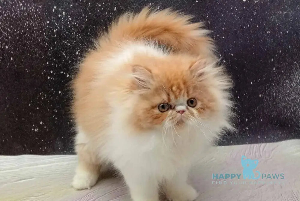 Ilana Persian female red bicolour live animals