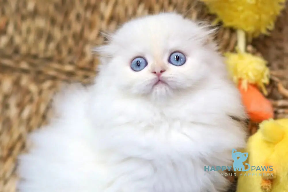 Ilang Scottish Fold male red tabby pointed live animals