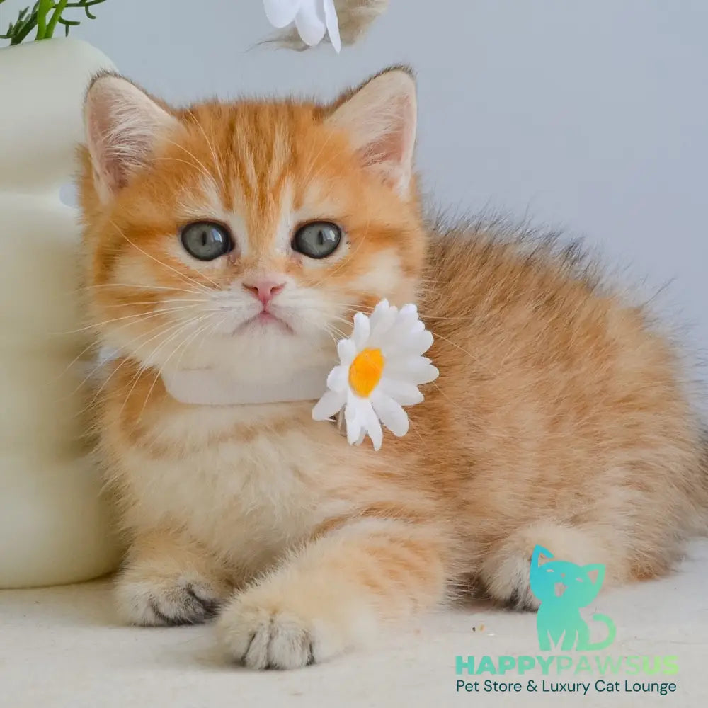 Ilani British Shorthair female black golden spotted tabby - live animals