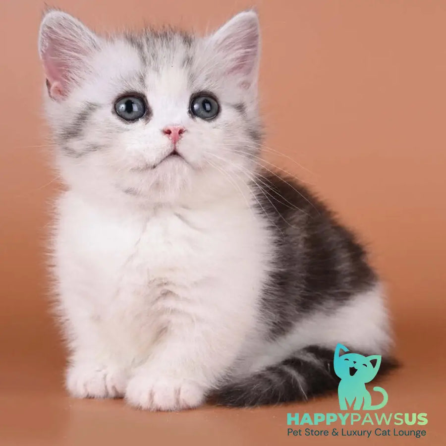 Ilene Munchkin female black silver tabby bicolour - live animals