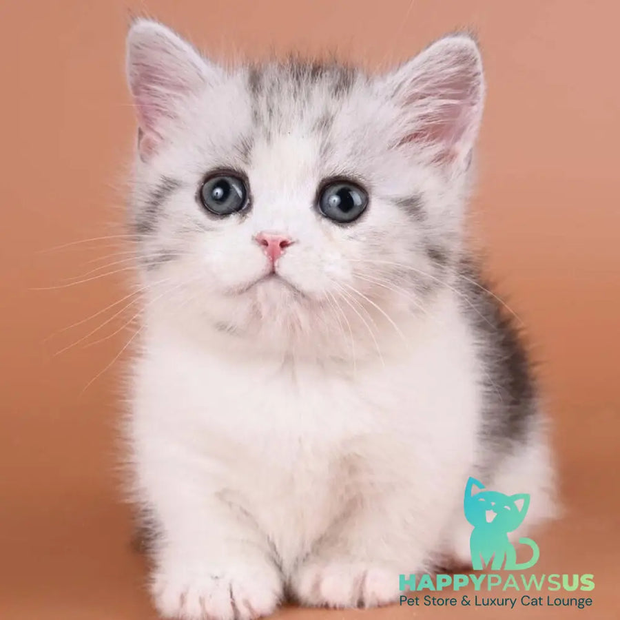 Ilene Munchkin female black silver tabby bicolour - live animals