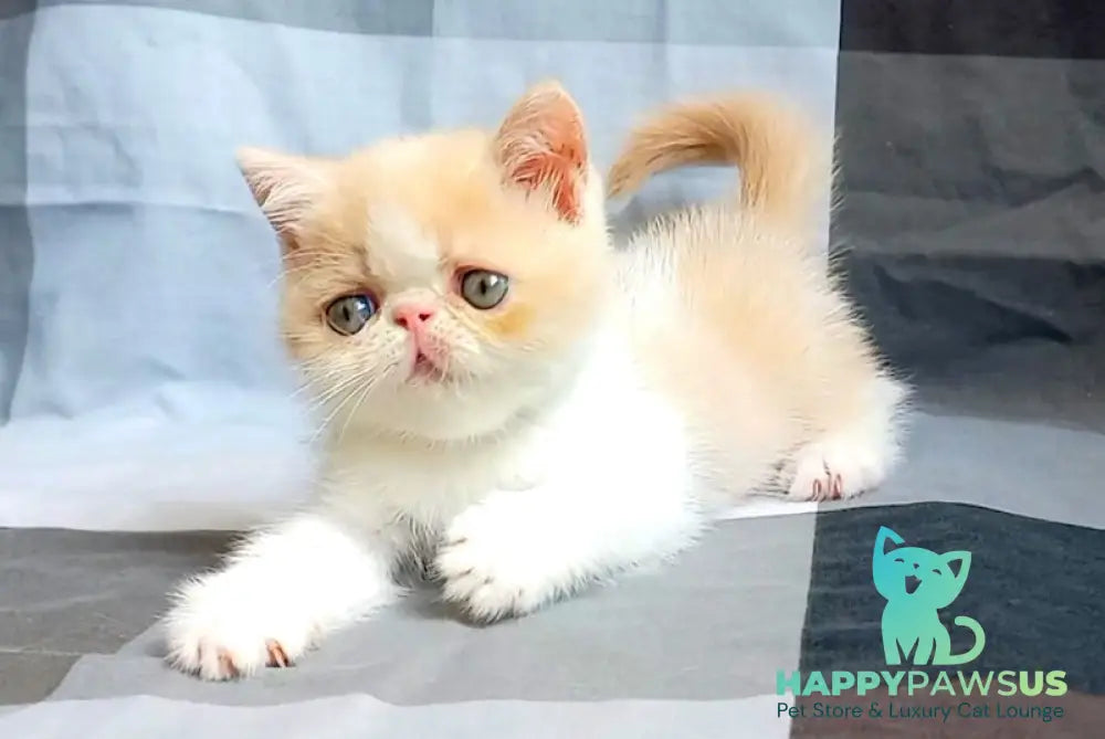 Ilian Exotic male cream bicolour live animals