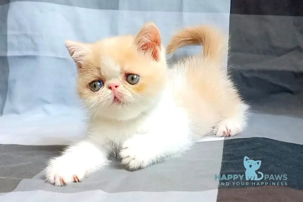 Ilian Exotic male cream bicolour live animals