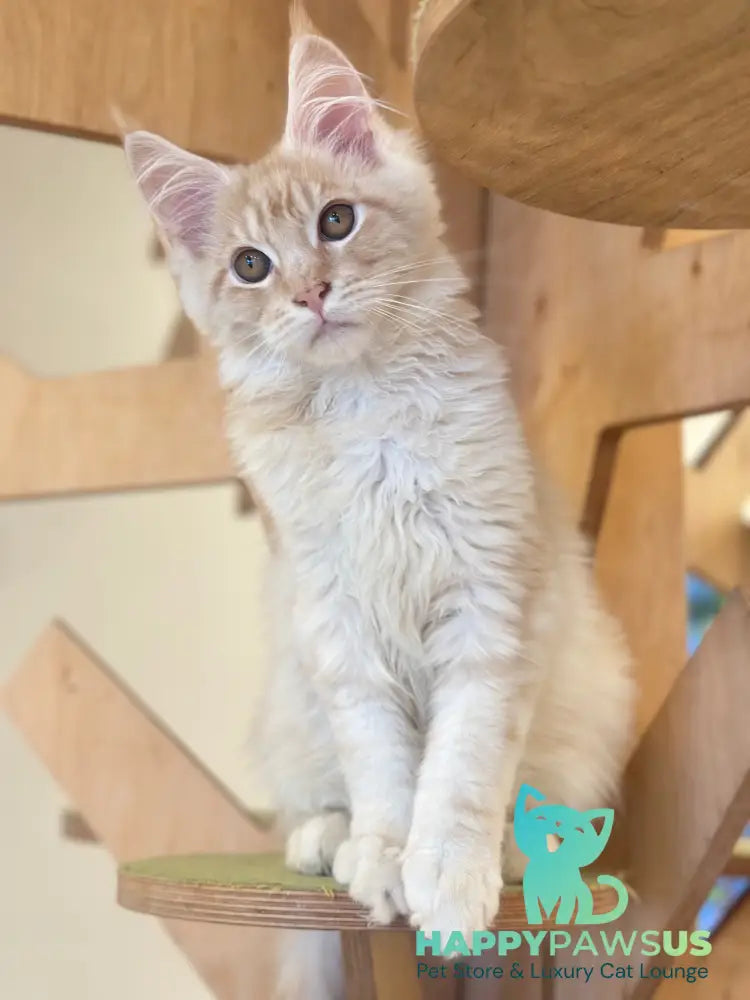 Ilis Maine Coon male red silver tabby live animals