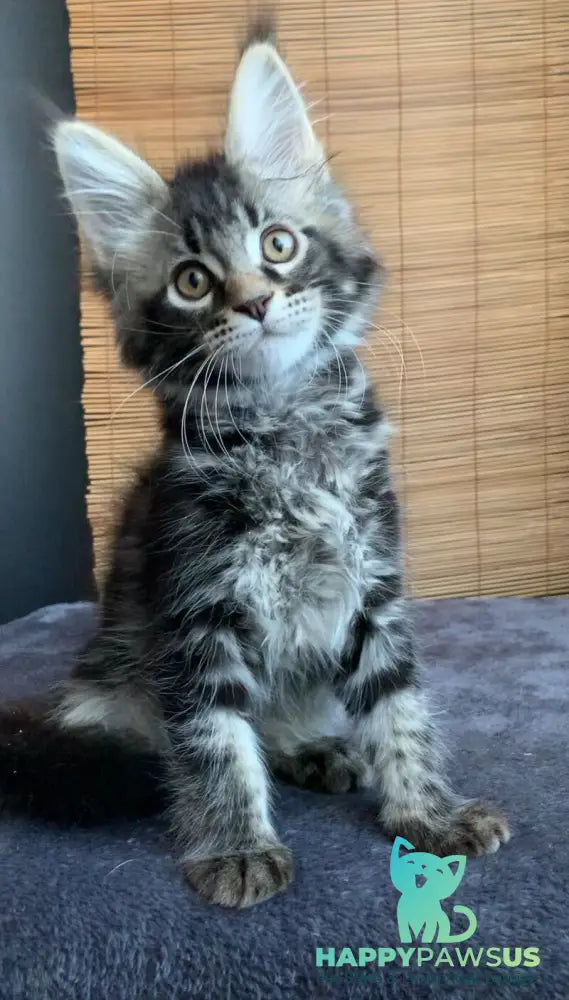 Iliya Maine Coon male black tabby live animals