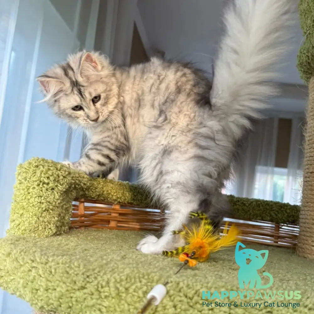 Illada Maine Coon female black tortie silver tabby - live animals