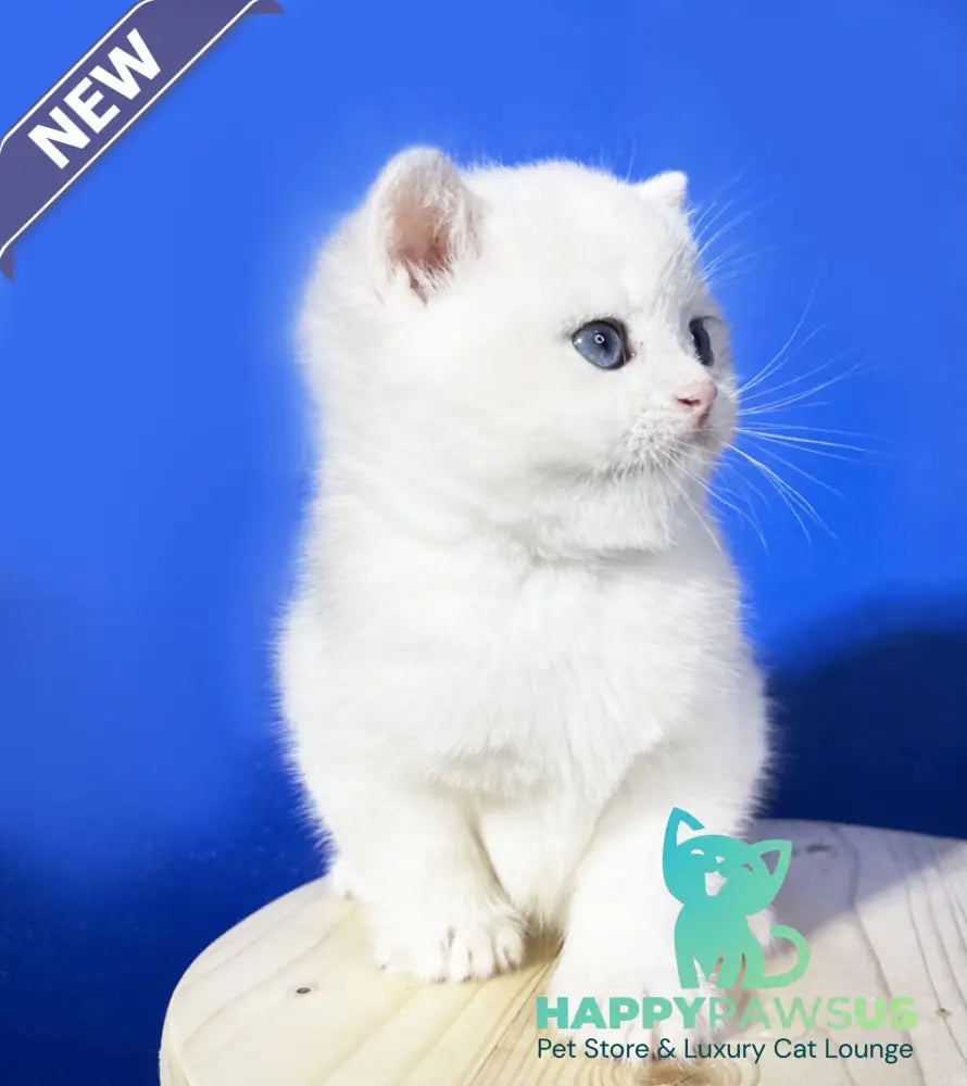 Illarion British Shorthair male blue golden shaded - live animals