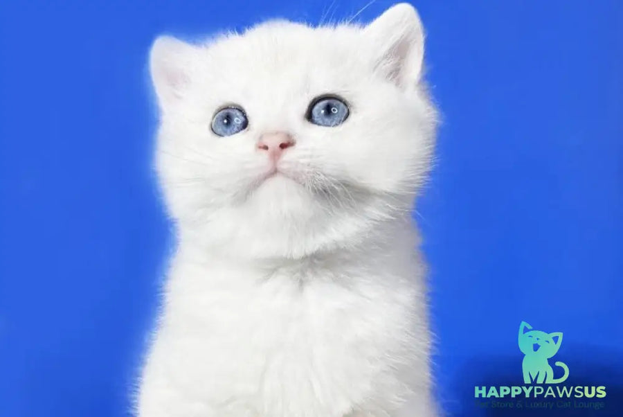 Illarion British Shorthair male blue golden shaded - live animals