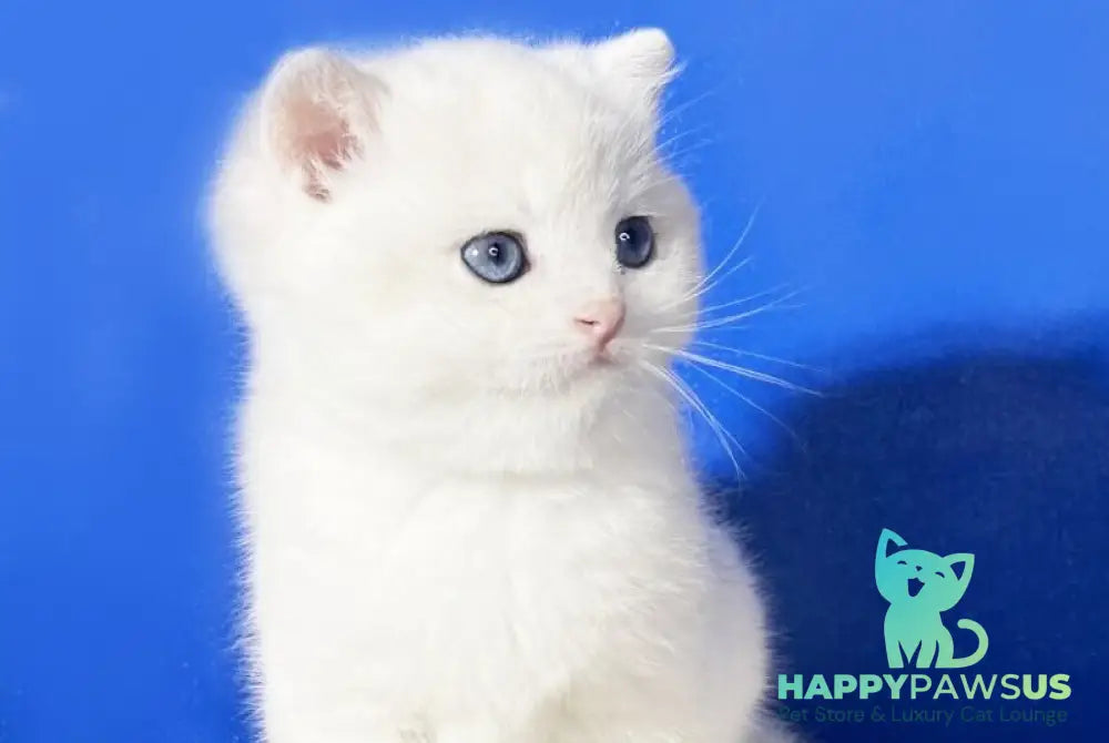 Illarion British Shorthair male blue golden shaded - live animals