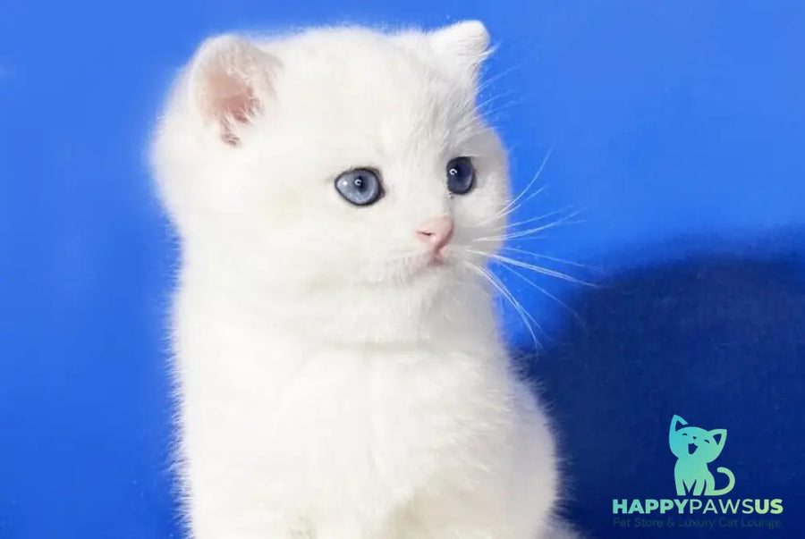 Illarion British Shorthair male blue golden shaded - live animals