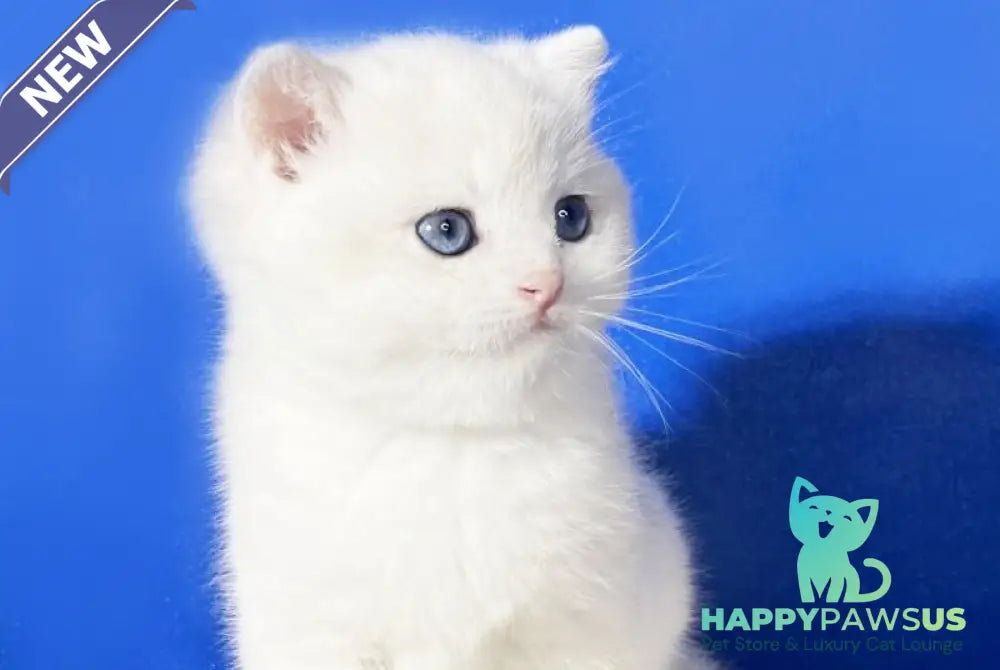 Illarion British Shorthair male blue golden shaded - live animals