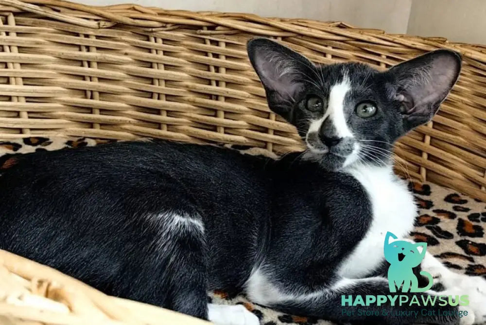 Illusia Oriental Shorthair female blue bicolour live animals