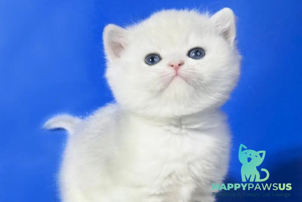 Ilonia British Shorthair female blue golden shaded - live animals