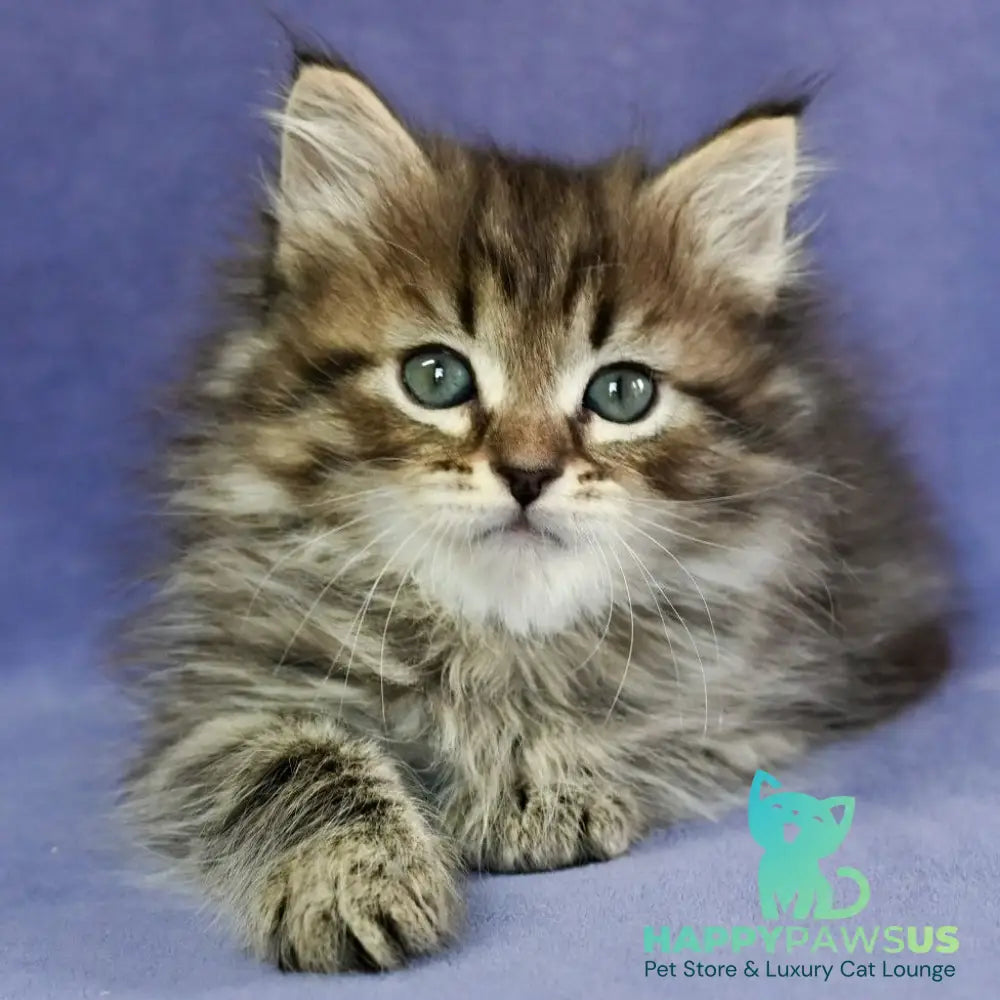 Ilusion Siberian male black spotted tabby - live animals