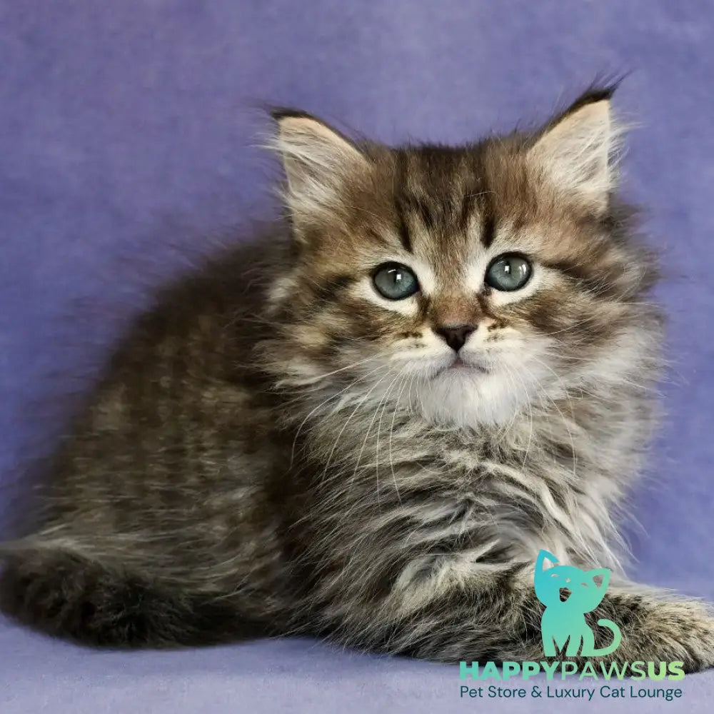 Ilusion Siberian male black spotted tabby - live animals