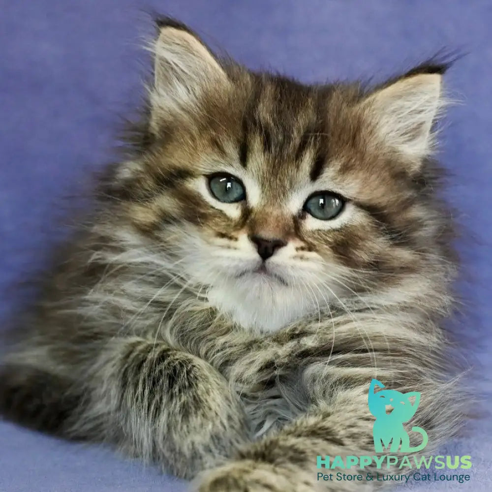 Ilusion Siberian male black spotted tabby - live animals