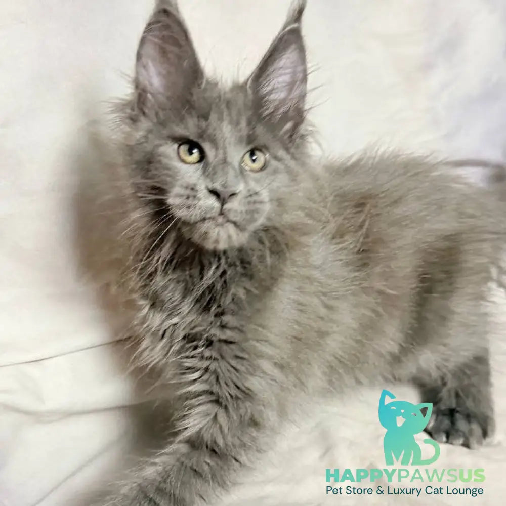 Imany Maine Coon polydactyl 5x5x6x6 female blue silver - live animals