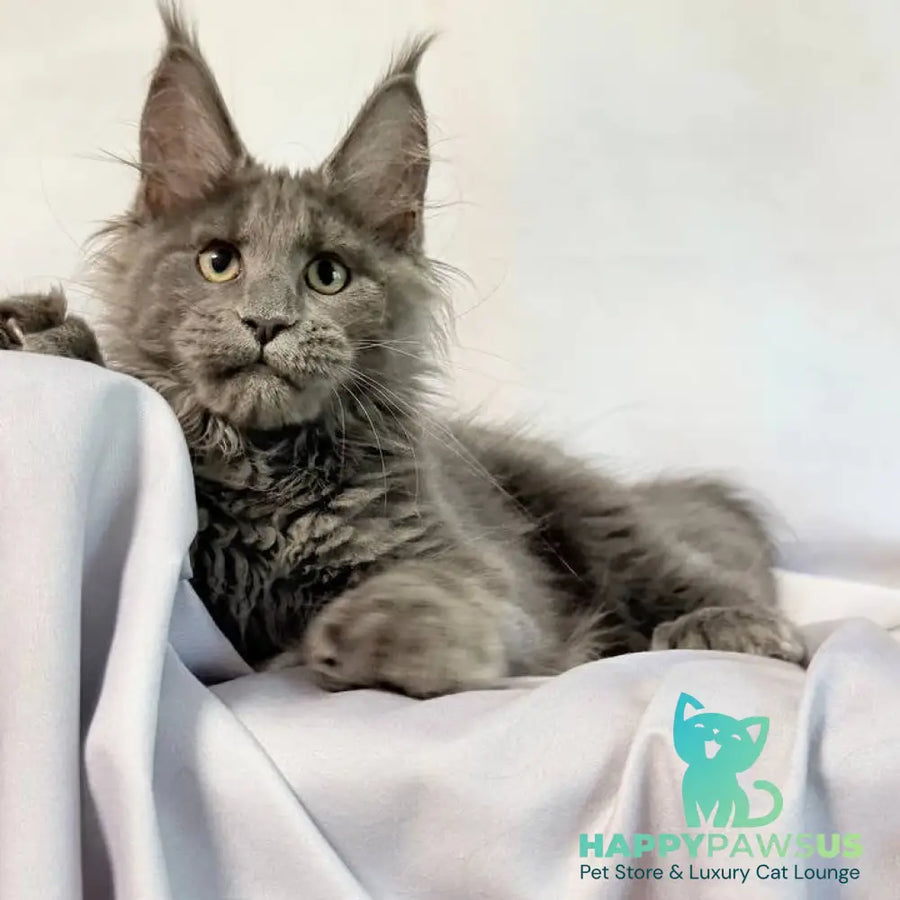 Imany Maine Coon polydactyl 5x5x6x6 female blue silver - live animals