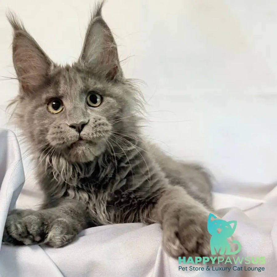 Imany Maine Coon polydactyl 5x5x6x6 female blue silver - live animals