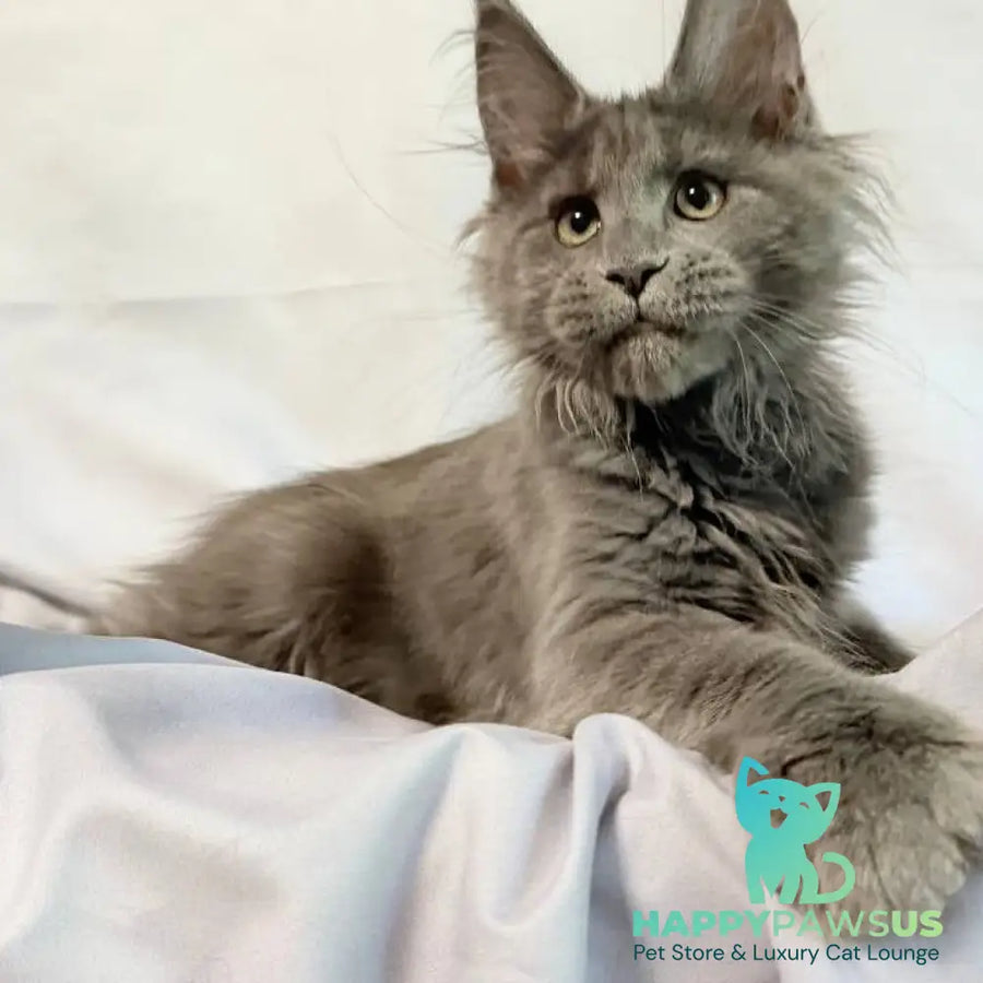 Imany Maine Coon polydactyl 5x5x6x6 female blue silver - live animals