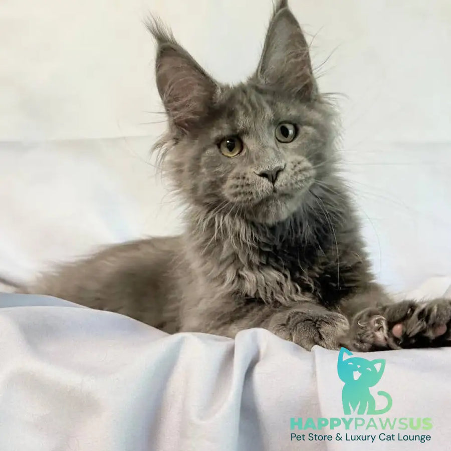 Imany Maine Coon polydactyl 5x5x6x6 female blue silver - live animals